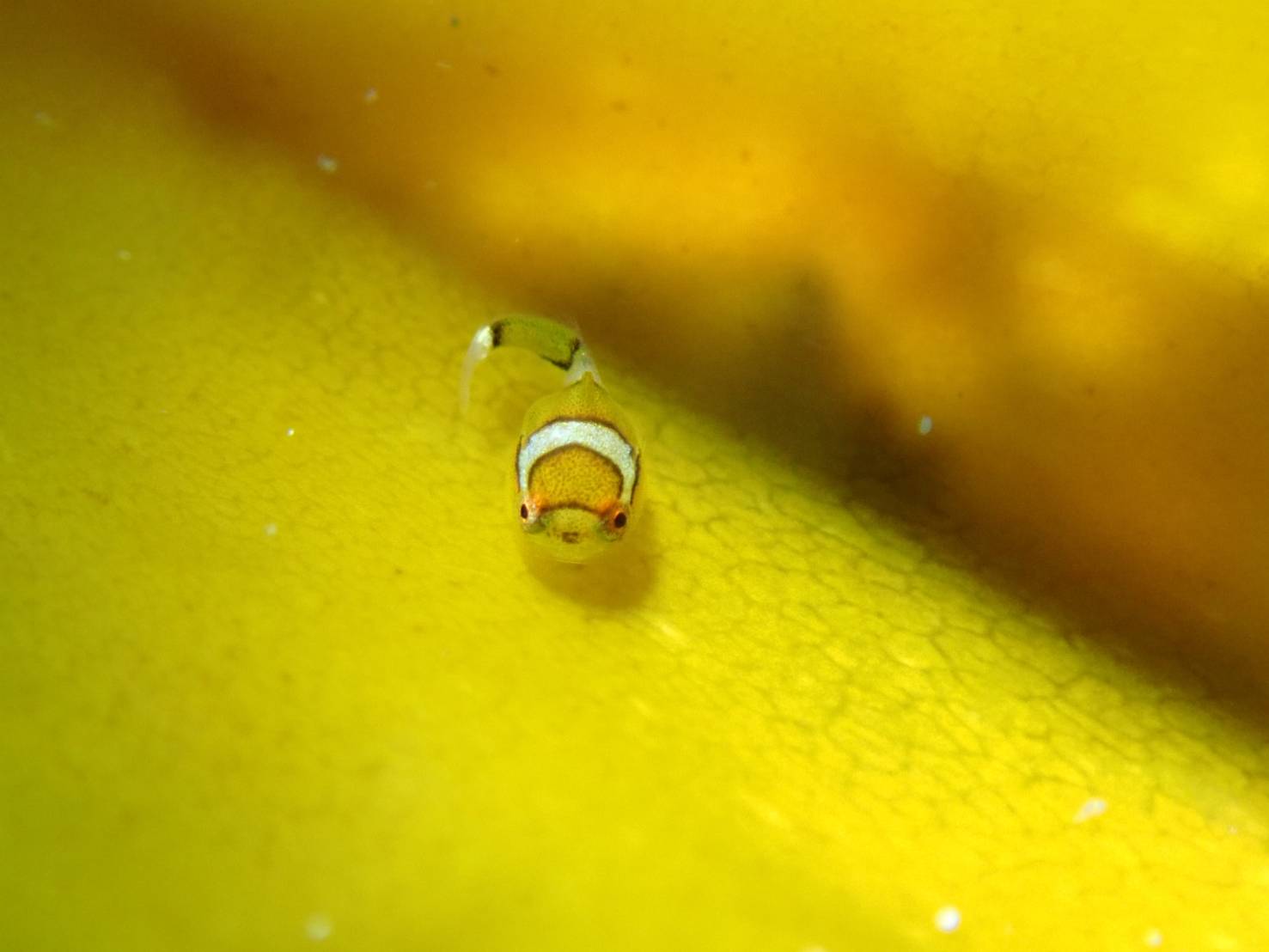 4/8 クダゴンベいたよ~♪