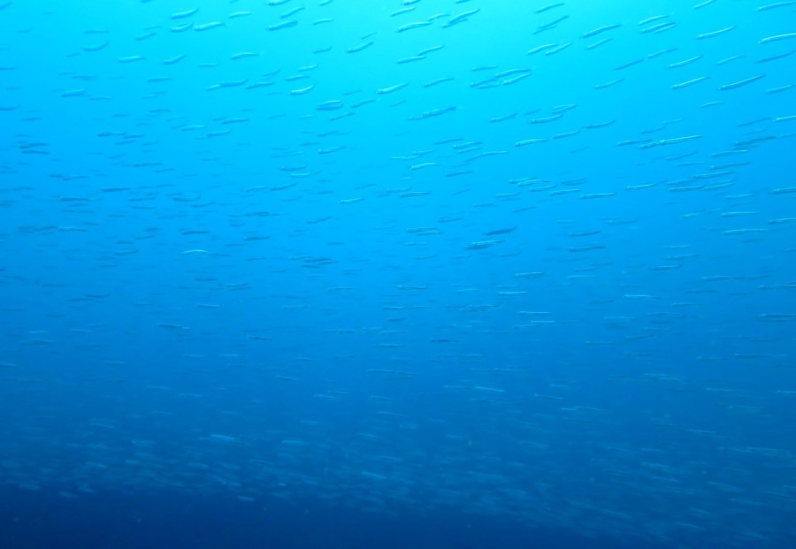 4/10　アオリイカ産卵床入りました～♪