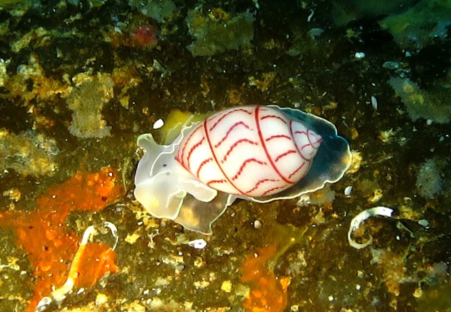 ４/１１　キビナゴの大群に今日も巻かれちゃいましたヽ(*´∀｀)ノ