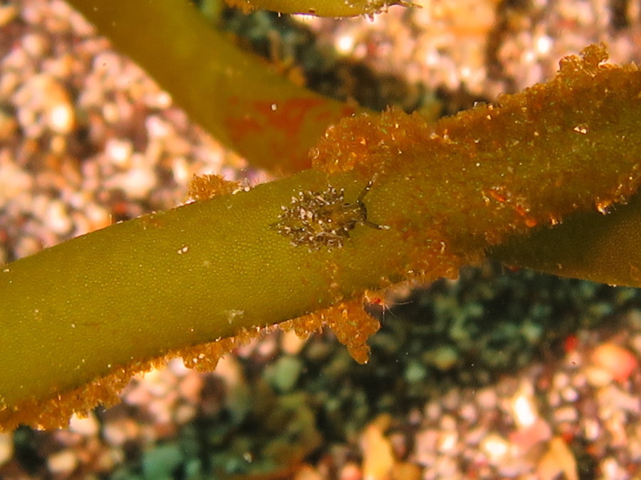 4/4 富戸ホールへ\(^^@)/キンメモドキも大漁♪