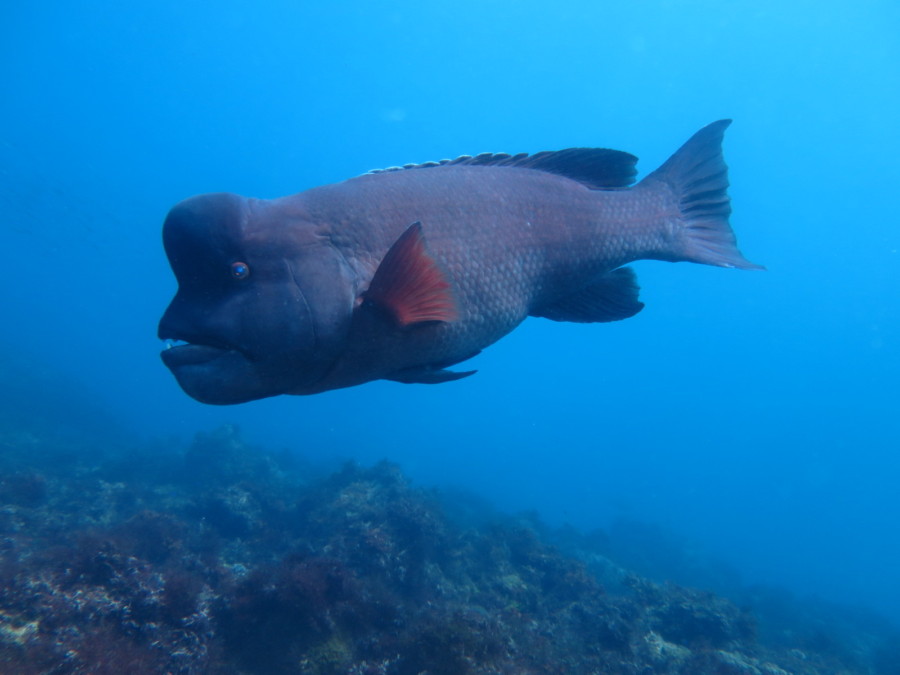 4/5　キンメモドキが多くて後ろが見えない＼(◎o◎)／！
