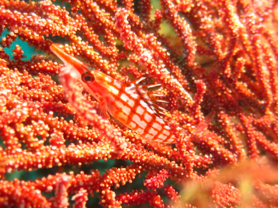 4/9 イロカエルアンコウに群れはキビナゴにキンメモドキ!!