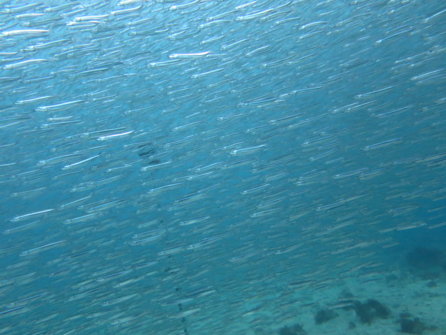 4/9 イロカエルアンコウに群れはキビナゴにキンメモドキ!!