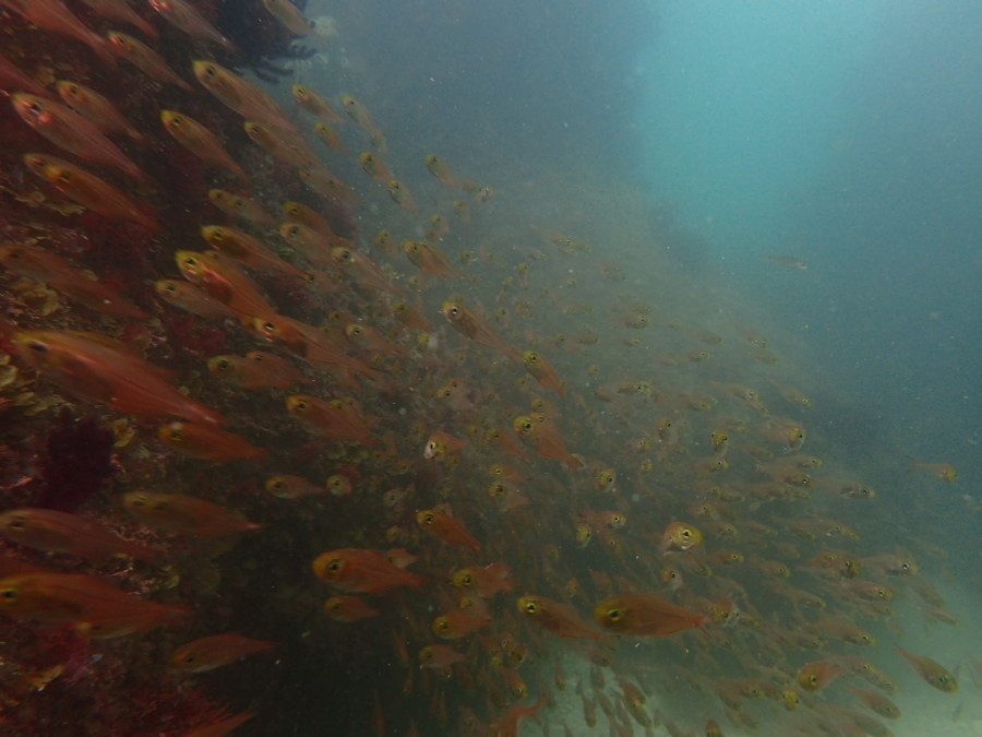 5/25 　富戸イベント♪陸も海も大賑わいヽ(´▽｀)/