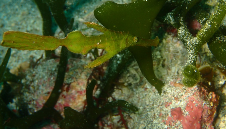 5/27　アオリイカのフィーバーの予感♪♪