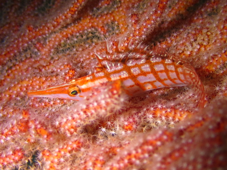 5/10　春の婚姻の季節、可愛い子供♪♪