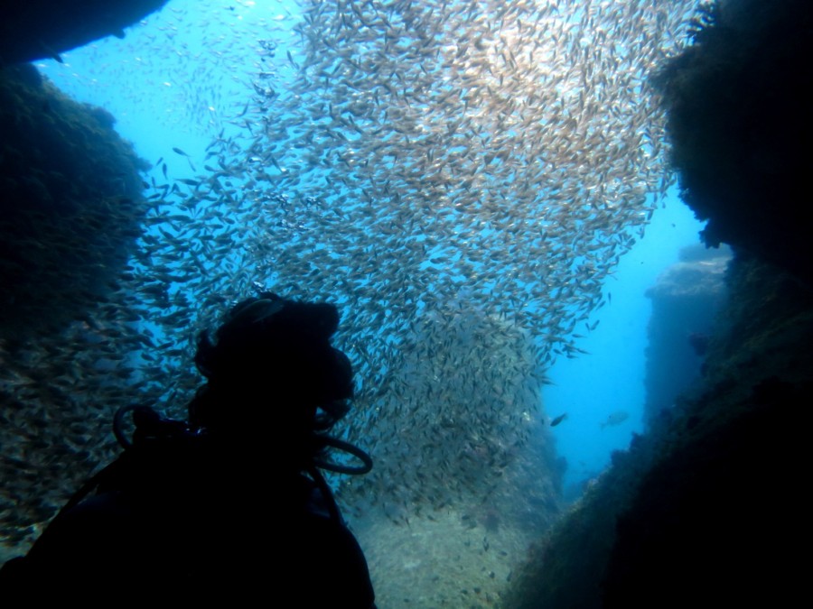 5/17　テトラポットのキンメモドキが溢れてます＼(^^＠)／