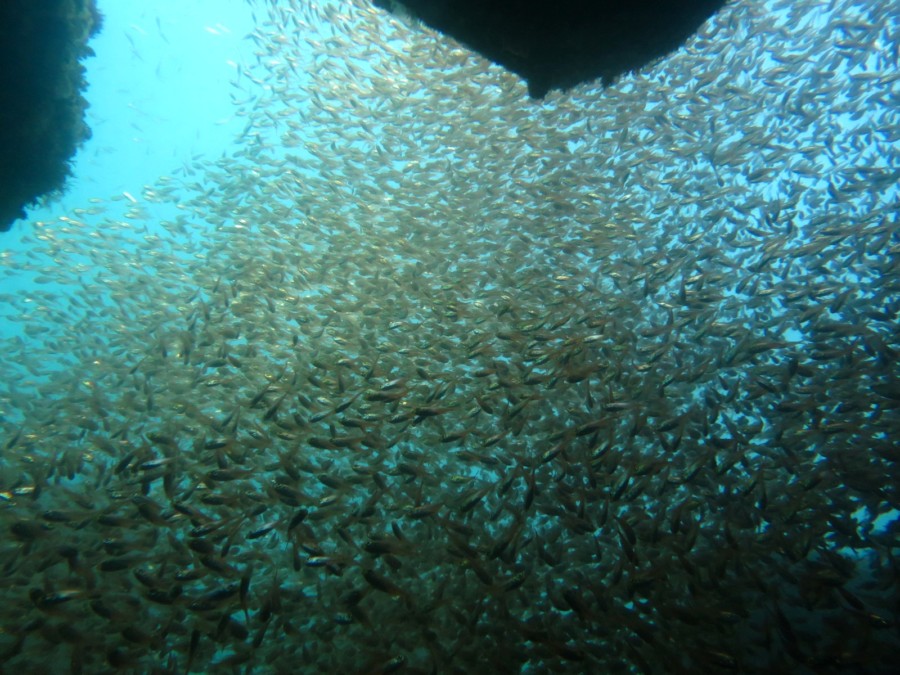 5/24　キンメモドキ、ネンブツダイ、小アジの群れに囲まれます♪