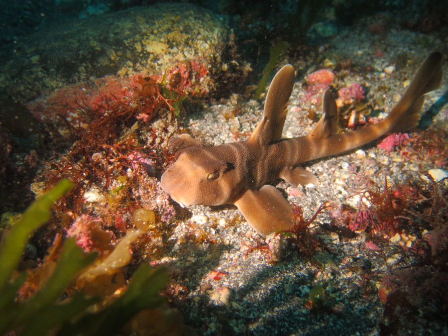 5/23　キンメモドキの大群復活しました～ヾ(≧▽≦)ﾉ