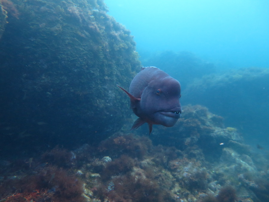 5/28 子ネコザメフィーバーは終わらない^^v