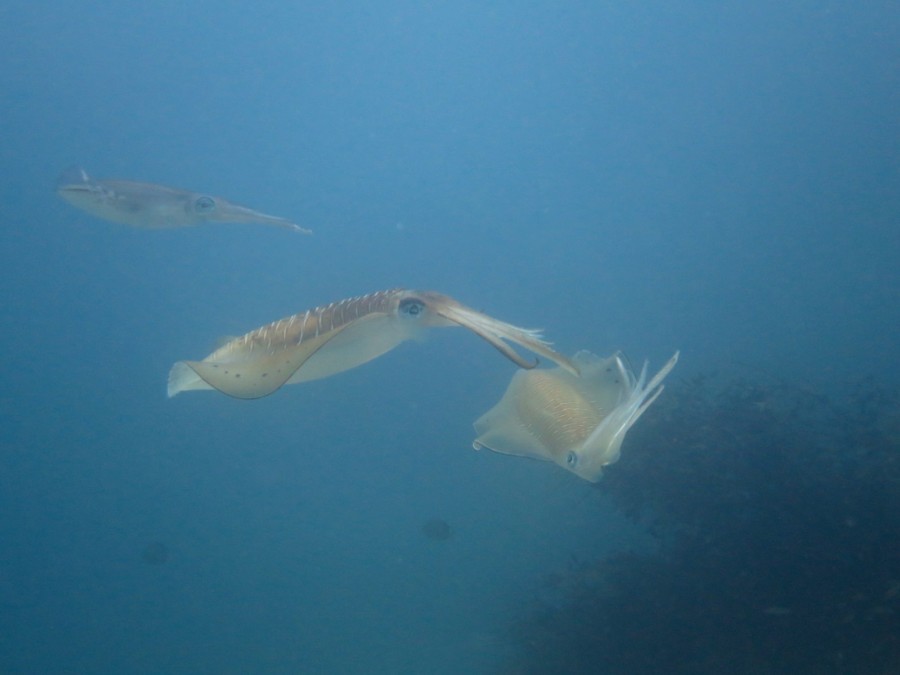 5/29 久々に登場!コブダイ!