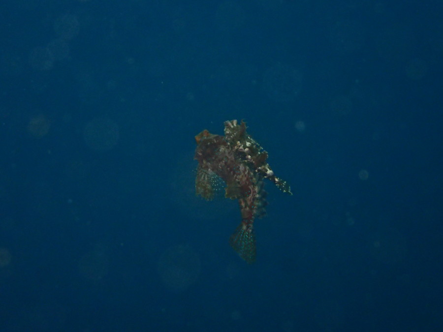 5/26　ドチザメにキンギョハナダイ乱舞の限定開放ボートダイブ♪