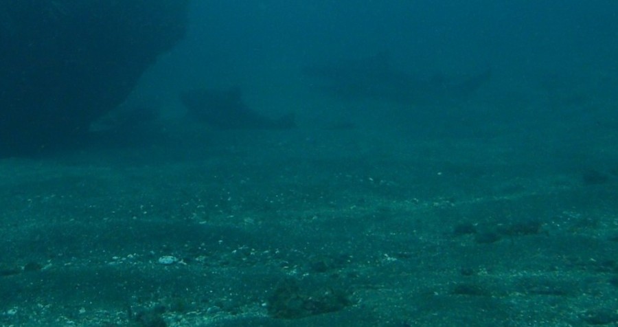 5/27　アオリイカのフィーバーの予感♪♪