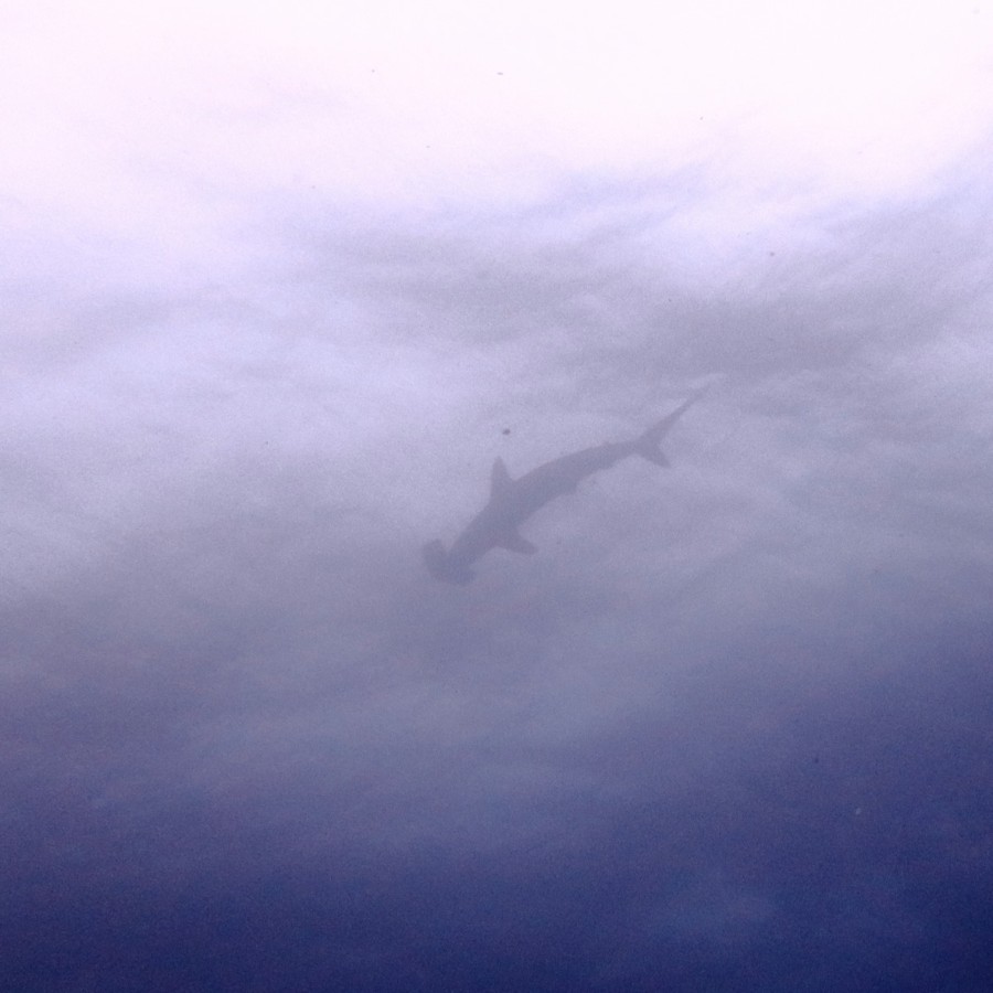 ６月２３日・神子元島透明度２５ｍ！ハンマー１００尾オーバー！！