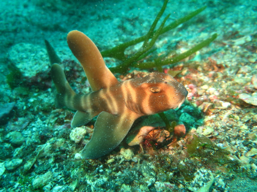 ６月22日・神子元島でハンマー群れGET！！