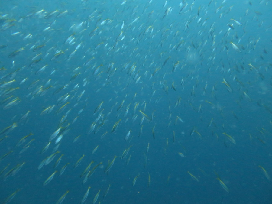 ６/３　晴れた海で砂地ウォッチング～可愛いトビエイの子供も(≧▽≦)