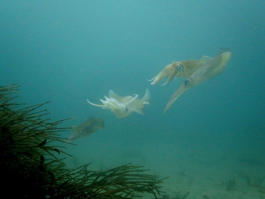 ６/１９　産卵活発な富戸(^^)