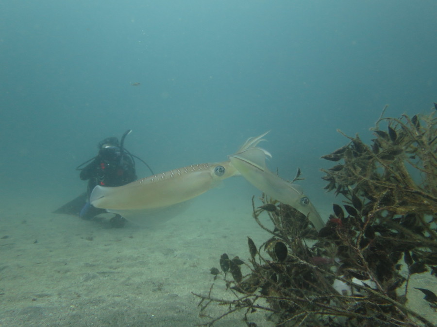 ６月１１日・神子元島で３ダイブ　ハンマーの群れにワラサのトルネード！！