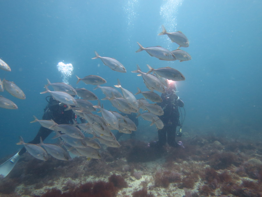 6/18 富戸は産卵、子育てで大忙しo(^▽^)o