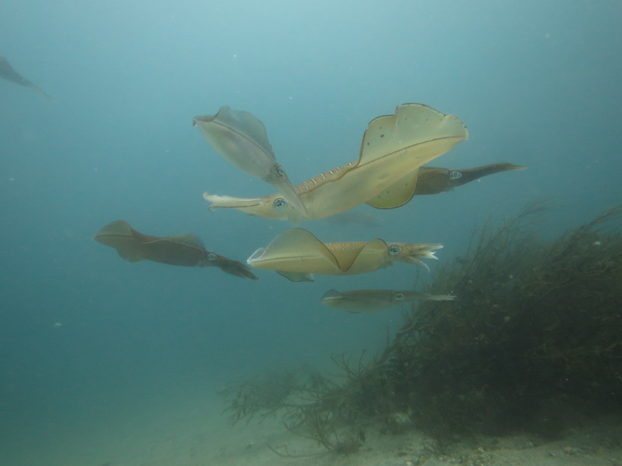 6/20 50匹以上のカンパチ~逃げるキビナゴ\(◎o◎)/!