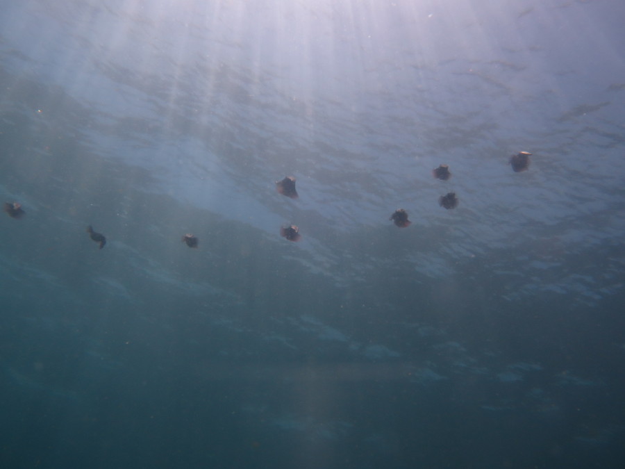 6/10　八幡野へ移動！コブダイと遊ぶ♪