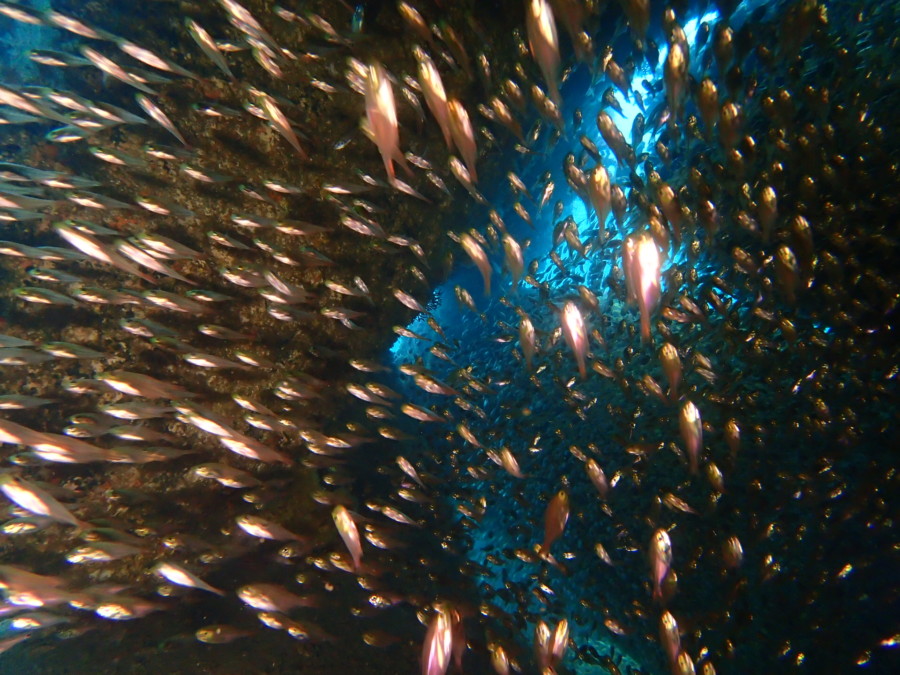 ６/１２　アオリイカとの２ショット♪