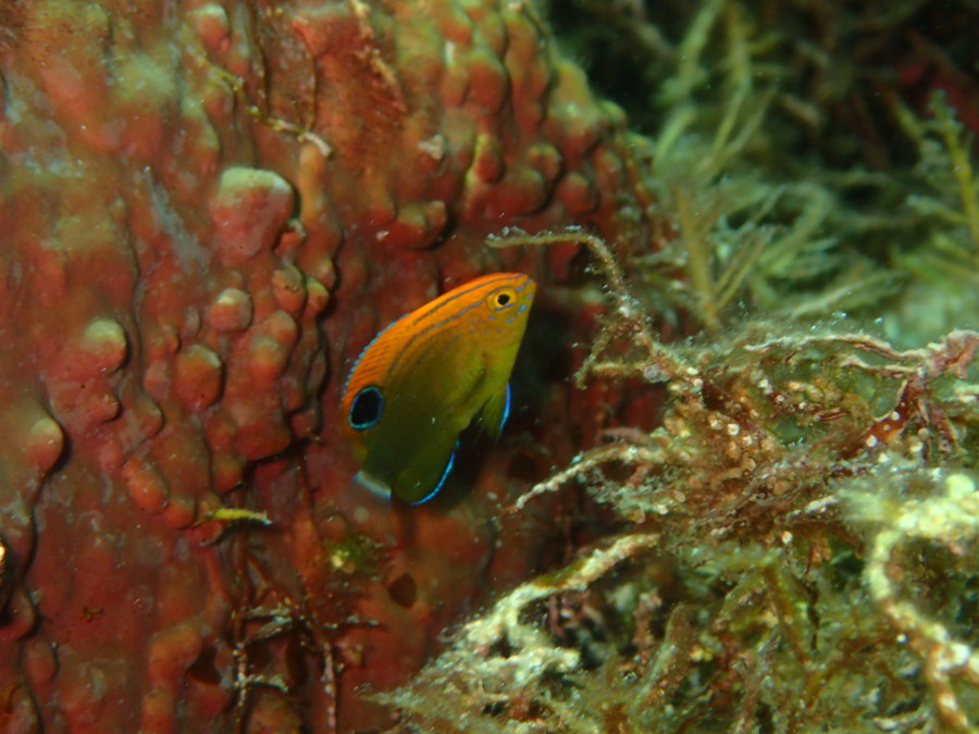 ８月１０日・神子元島は台風のうねりと透明度に泣かされました・・・