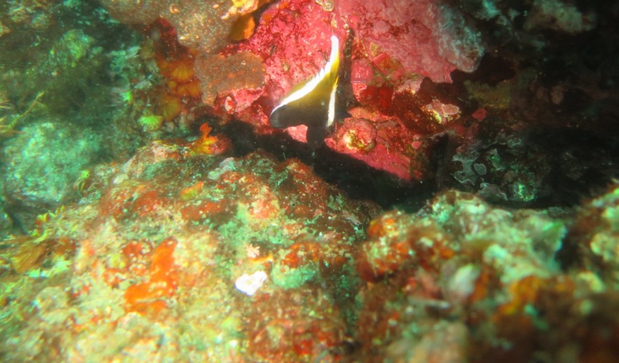 ８/３　富戸の透明度復活～(^^)/