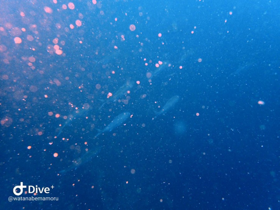 ８/１０　３連休も穏やかな海でスタートしました(^O^)