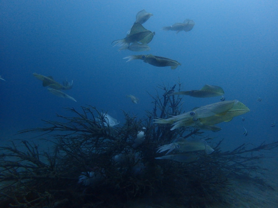 8月31日・神子元島激流でハンマー単体&カンパチ群れ