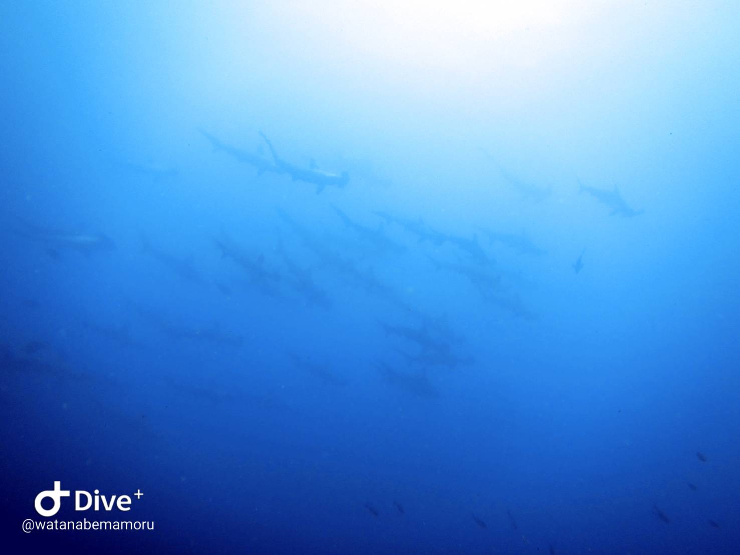 ８/３　富戸の透明度復活～(^^)/