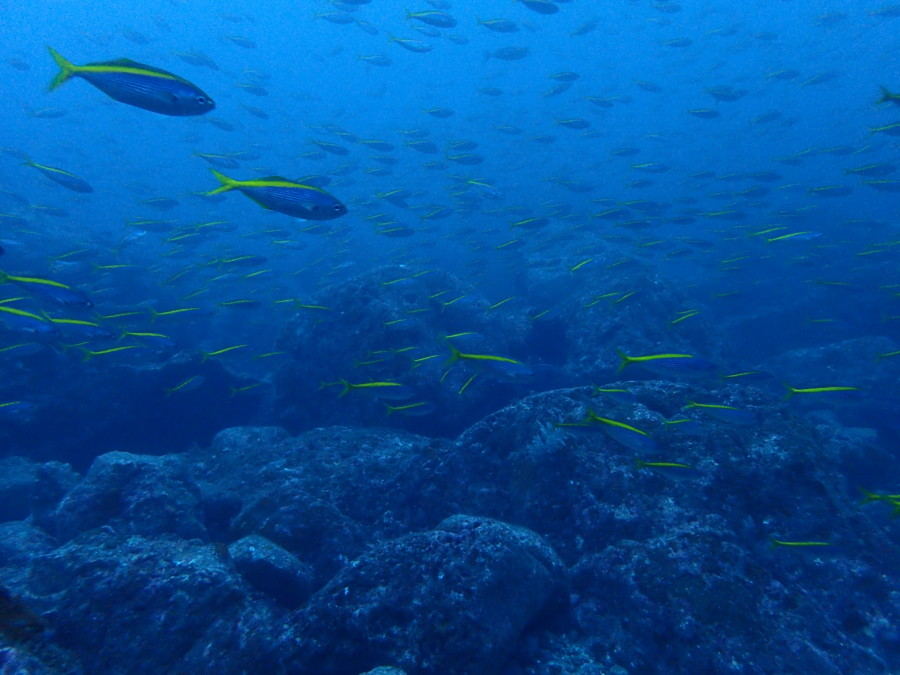 10/29　久々にイロカエルアンコウ登場、可愛いのが盛り沢山です^^v