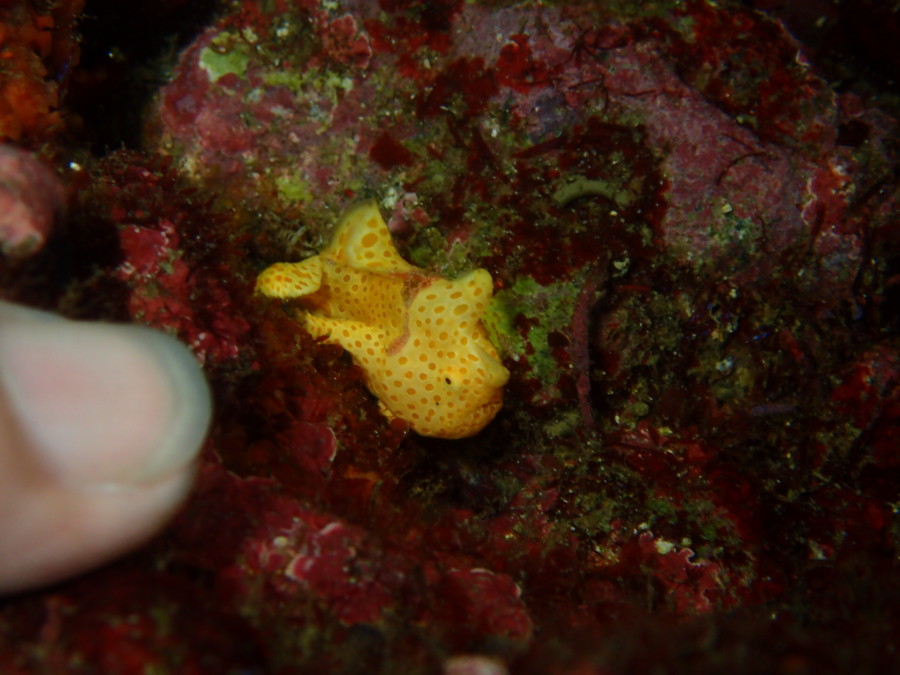 １０/２９ 　神子元島で３ダイブしてきました！！