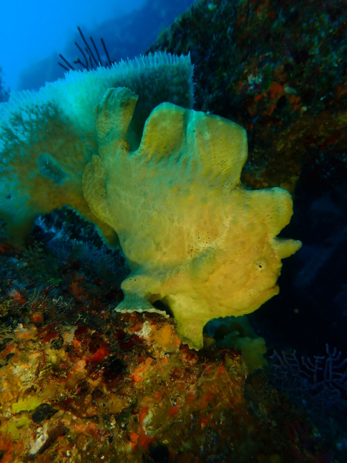 １２/２８　カエルアンコウが沢山♪