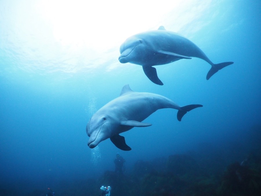 １２/２３　八幡野でコブダイとダイビング♪