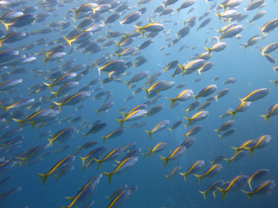 １２/２８　イルカちゃんダイブ♪♪