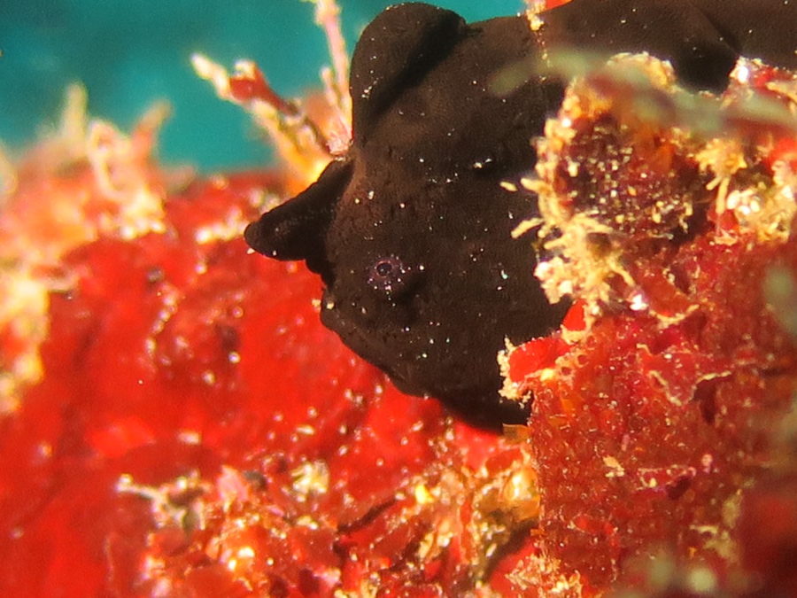 １２/２８　イルカちゃんダイブ♪♪