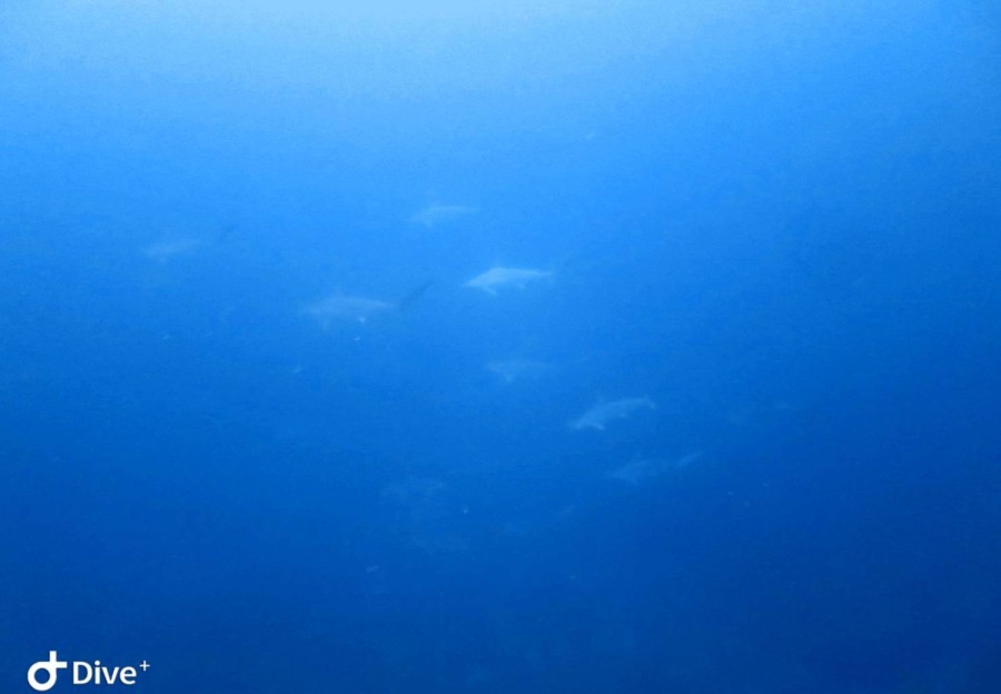 12/27　トビエイ、ネコザメ＆特大オオモンカエルアンコウ？！＼(◎o◎)／！