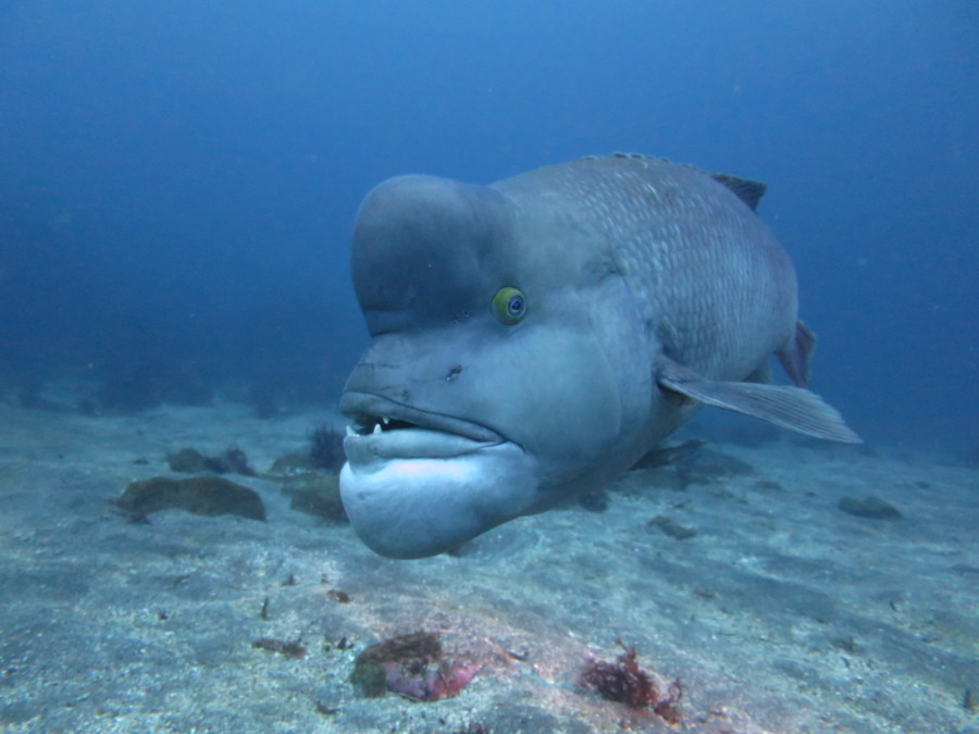 12/25　クリスマスも海の中最高＼(^o^)／　タイマイ＆イロカエル４兄弟♪ナンヨウツバメウオ^^v