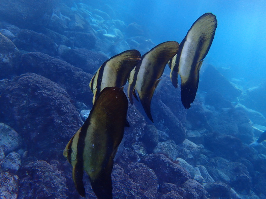 12/26　神子元島：ザトウクジラ、キハダマグロ、ハンマーヘッドシャーク群れ！！