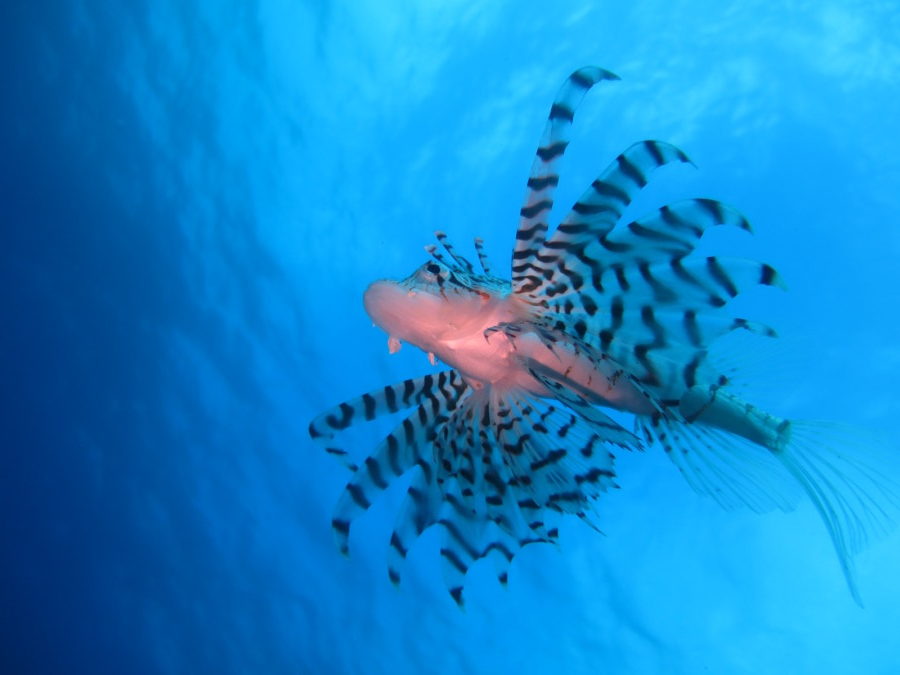 １/９　本日はタイマイくん登場！！(*ﾟ▽ﾟ*)