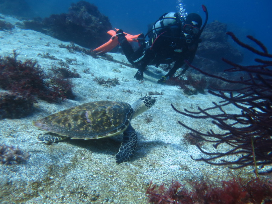 １/１０　八幡野で潜ってきました(^O^)
