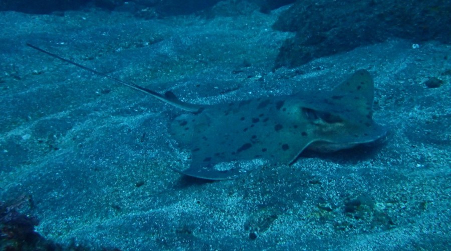 1/12　神子元島ハンマーGET！こりゃ～春から縁起が良い(笑)