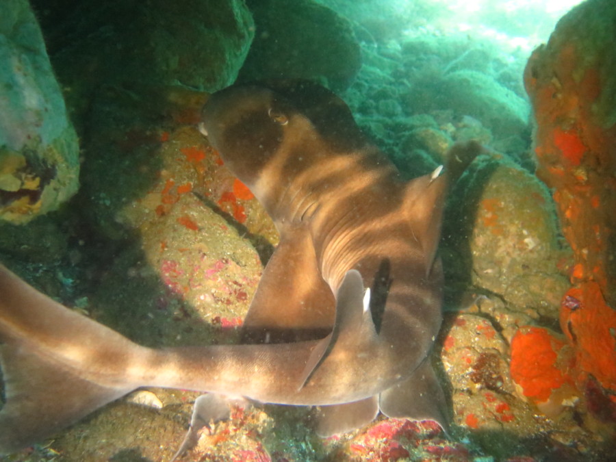 6/1 　神子元島ハンマー群ゲット！！