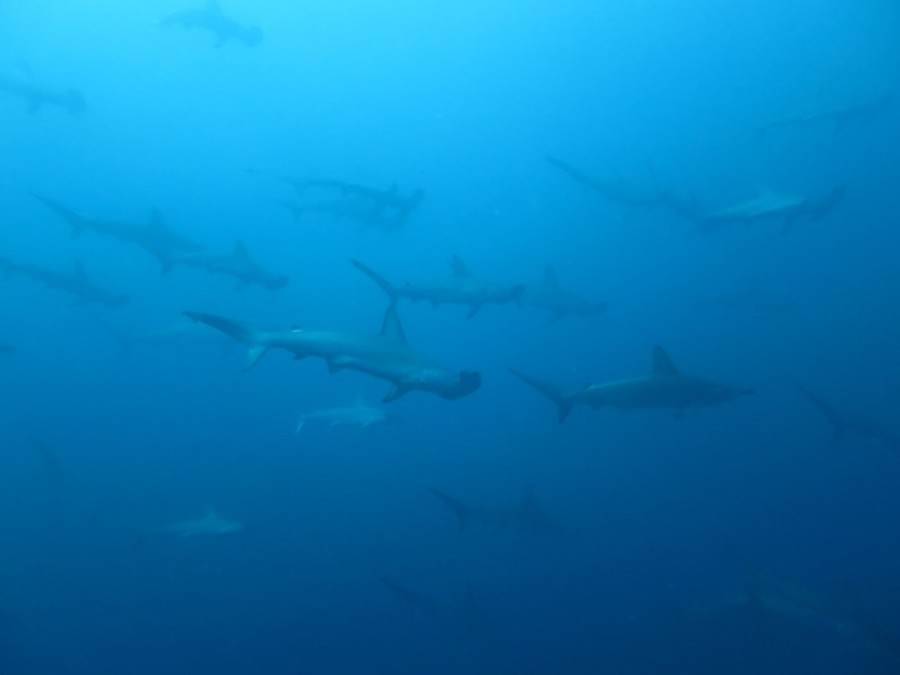 6/7　IOP伊豆海洋公園　水温アップ！！！