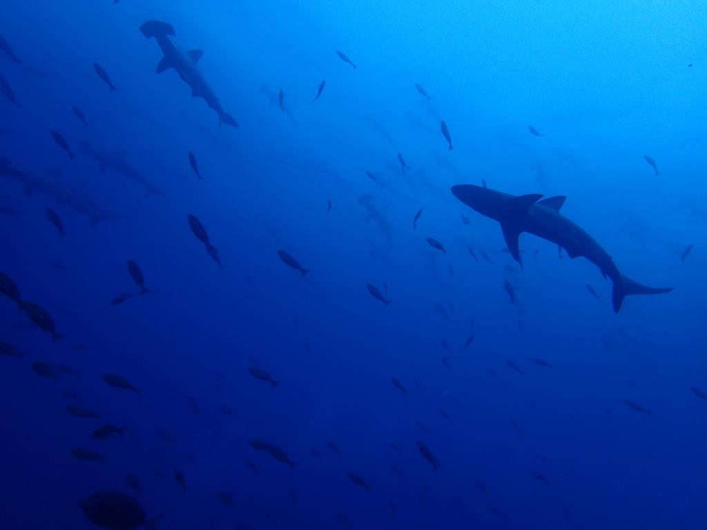 6/7　IOP伊豆海洋公園　水温アップ！！！