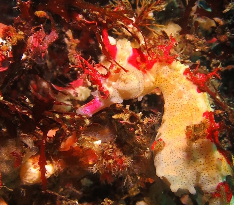 ６月６日・神子元島　ほぼ全ての潜水時間でハンマーの群れをGET！