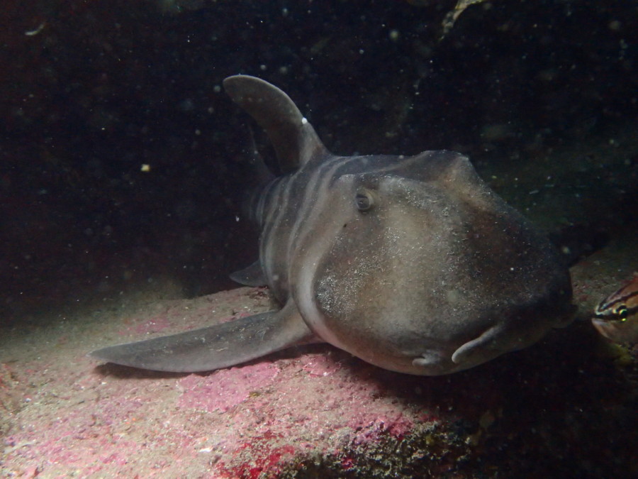７/２　透明度回復～(^^)/