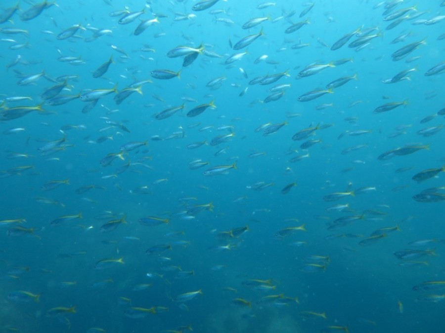 ６月６日・神子元島　ほぼ全ての潜水時間でハンマーの群れをGET！