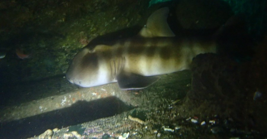 ６/１９ イルカがいな～い・・・m(__)m